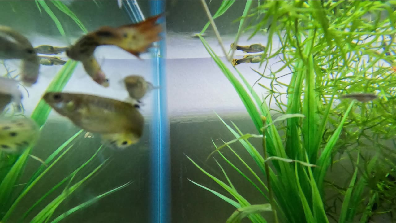 Fish Tank _ Relaxing Music