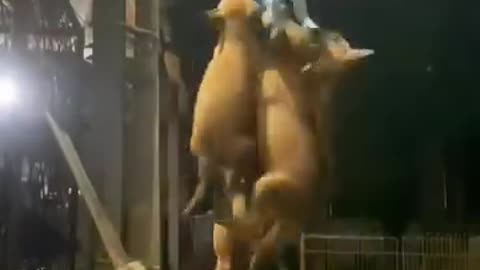 Funny animals show 🤣 #shorts