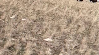 How Ranchers Herd Bison