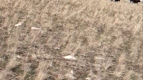 How Ranchers Herd Bison