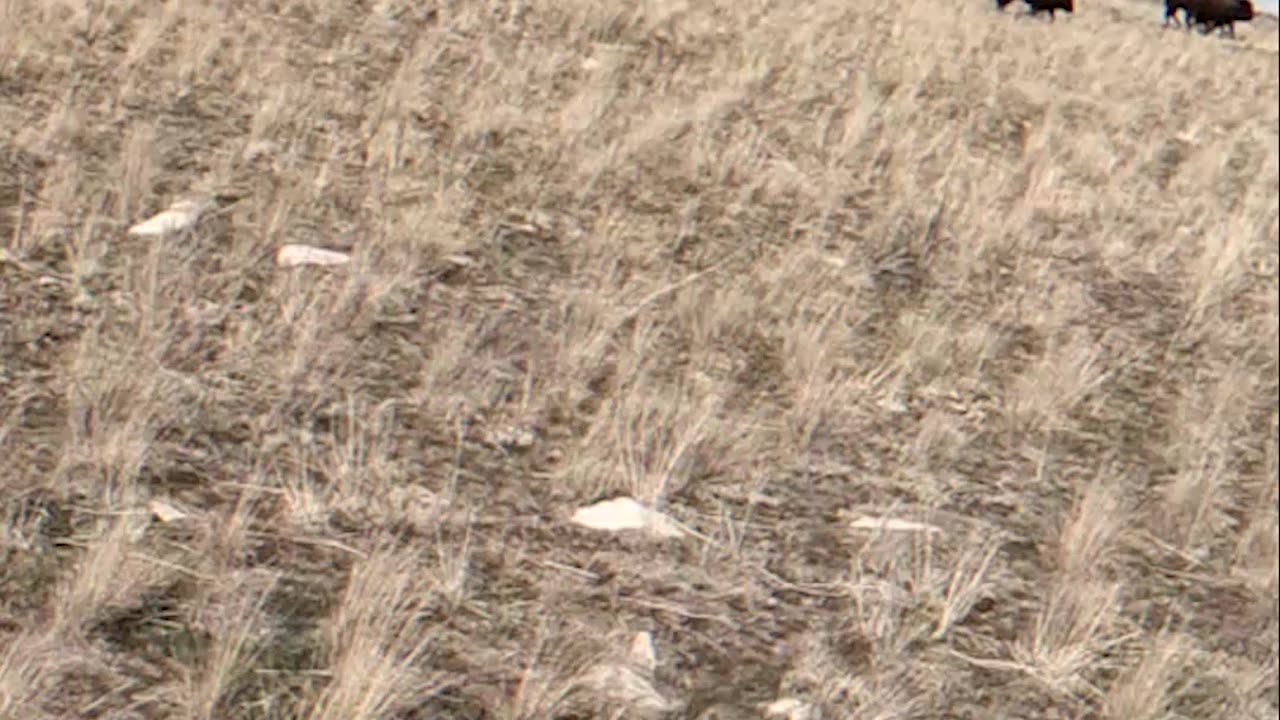 How Ranchers Herd Bison