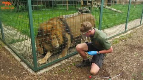 Lion training for circus