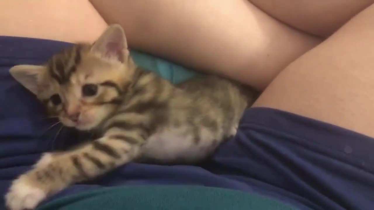 You Won't Believe How Adorable This Rescue Kitten Is - Prepare to Fall in Love!