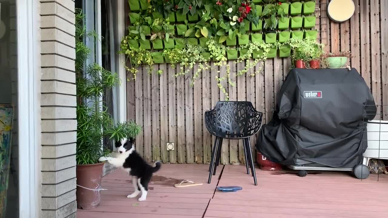 BORDER COLLIE PUPPY'S FIRST WEEK AT HOME