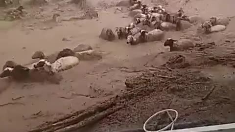 Sheep are resisting the flood in a sad and painful scene