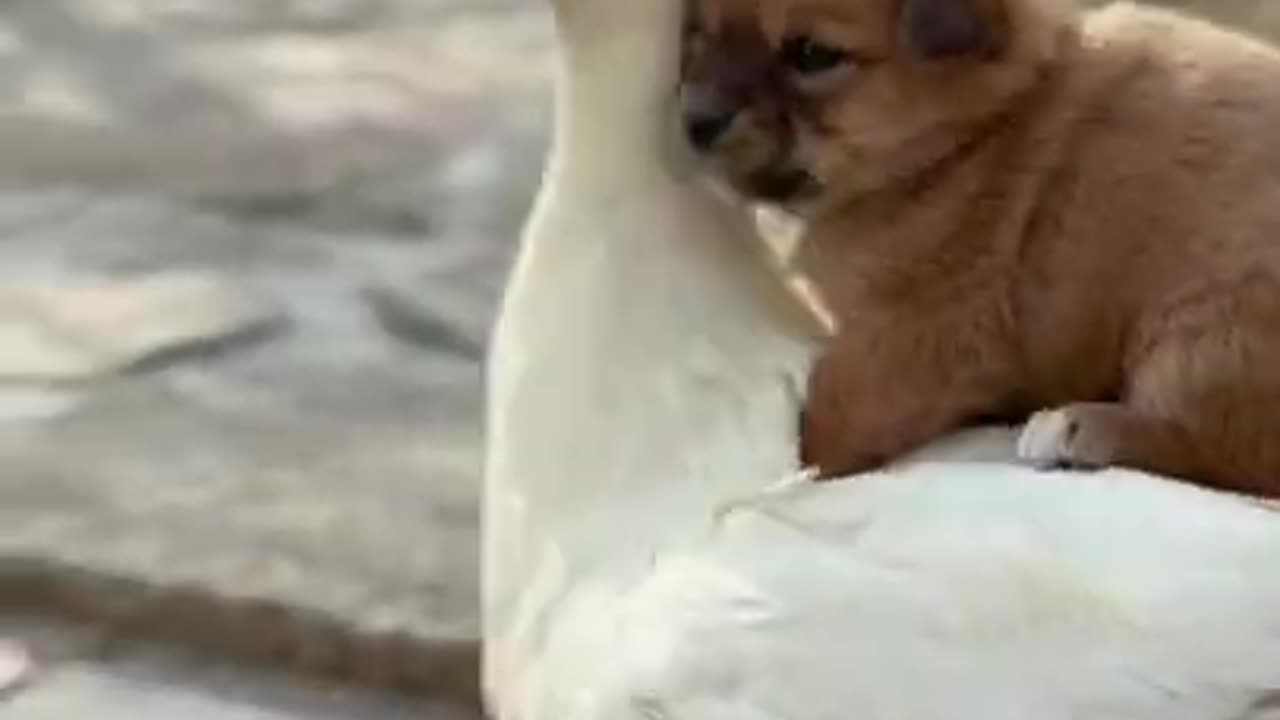 Cuite dog enjoying duck