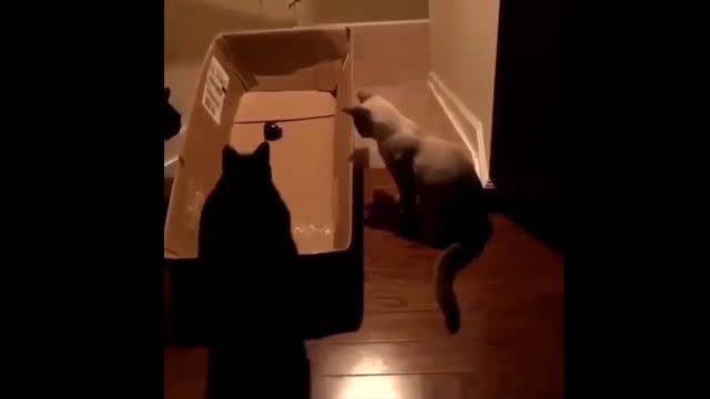 Funny cat