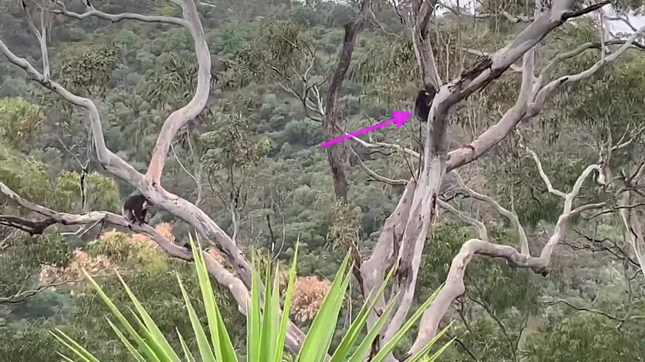 Mum & Baby Koala Play Hide And Seek