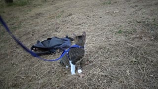 A Curious Kitten Called Rudolph