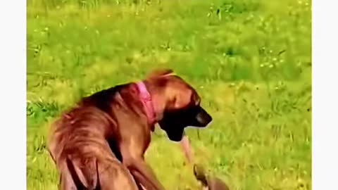 Funny animals 4 (funny dog)