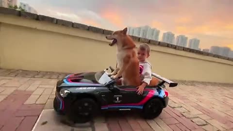 Little boy and his dog go for a relaxing car ride