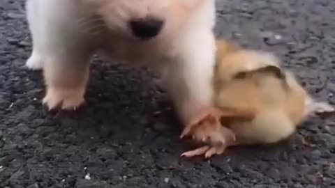 Puppy playing with cute chicken.