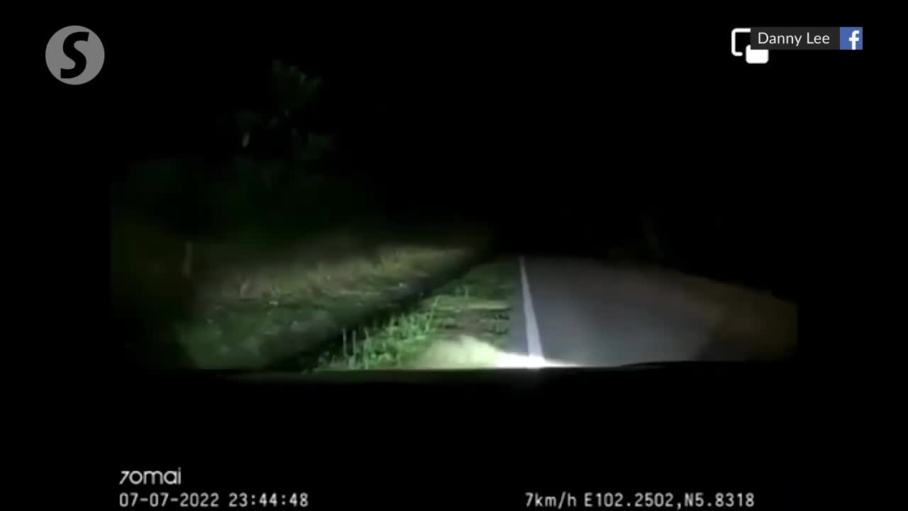 Malaysia: Car rams into tiger on dark Kelantan road | The Star/Asia News Network