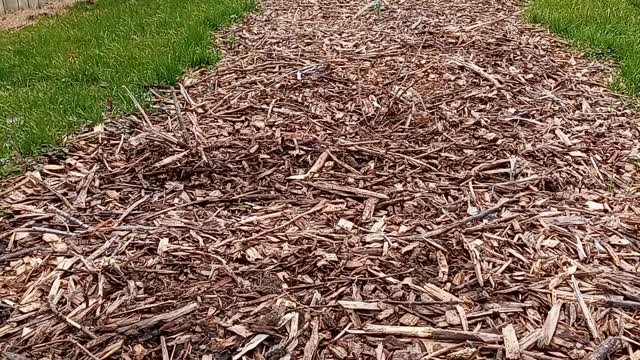 Indiana Urban Edible Landscaping - Viking Aronia in Early Spring