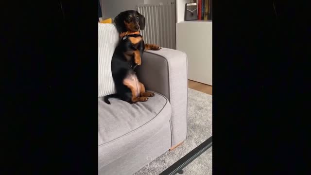 TRY NOT TO LAUGH 😂While Watch These Hilarious and Funny Dogs & Cats Compilation