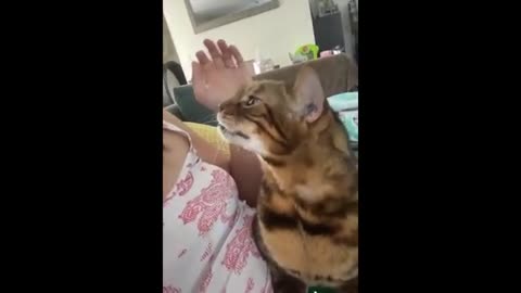 try to not laugh Funniest animal 2023