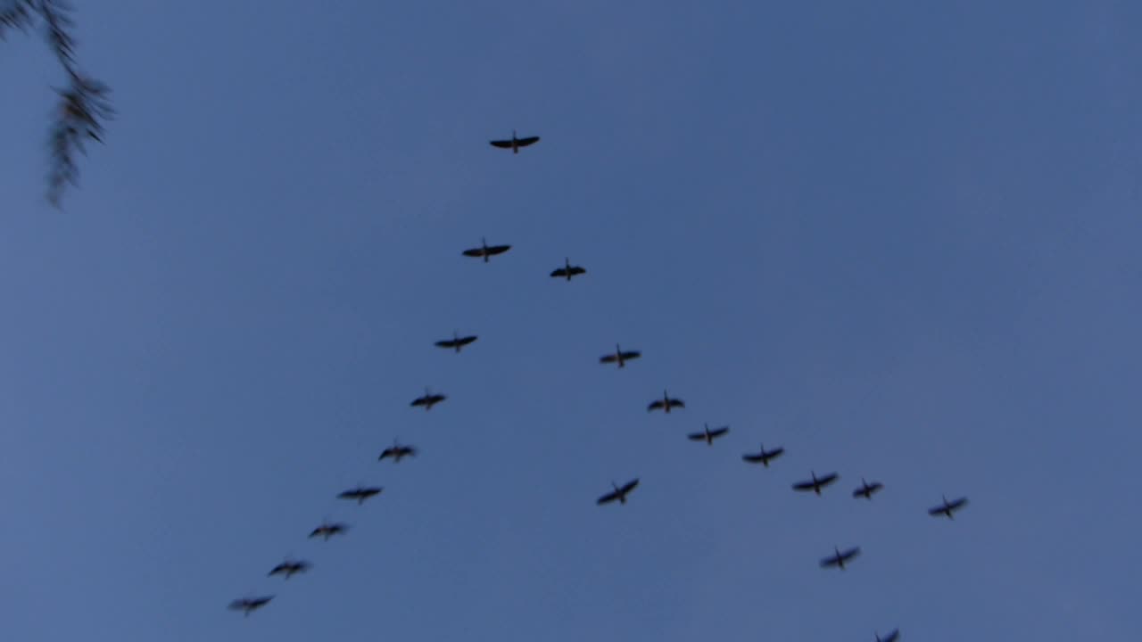 Gänseflug