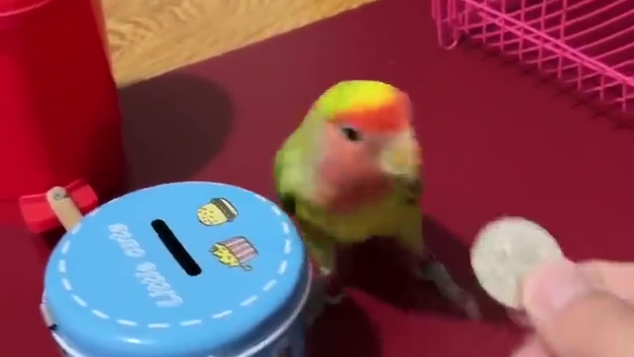 OMG smart parrot