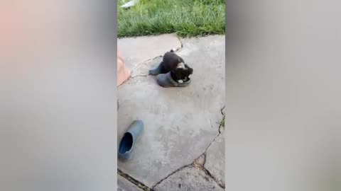 A small dog struggles with a shoe)