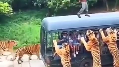 Tiger Dangerous Wild Animals - tiger vs humen - Wild Adventure #Shorts