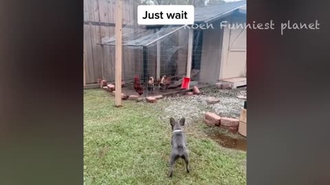 Funny animal part 3