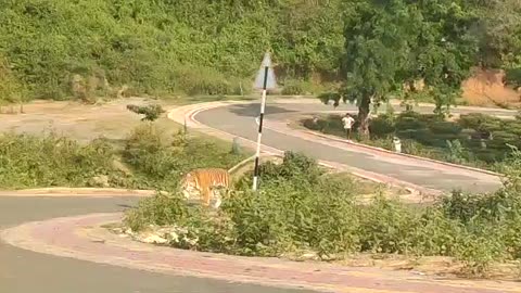 Tiger roaming freely at Tea Estate Assam