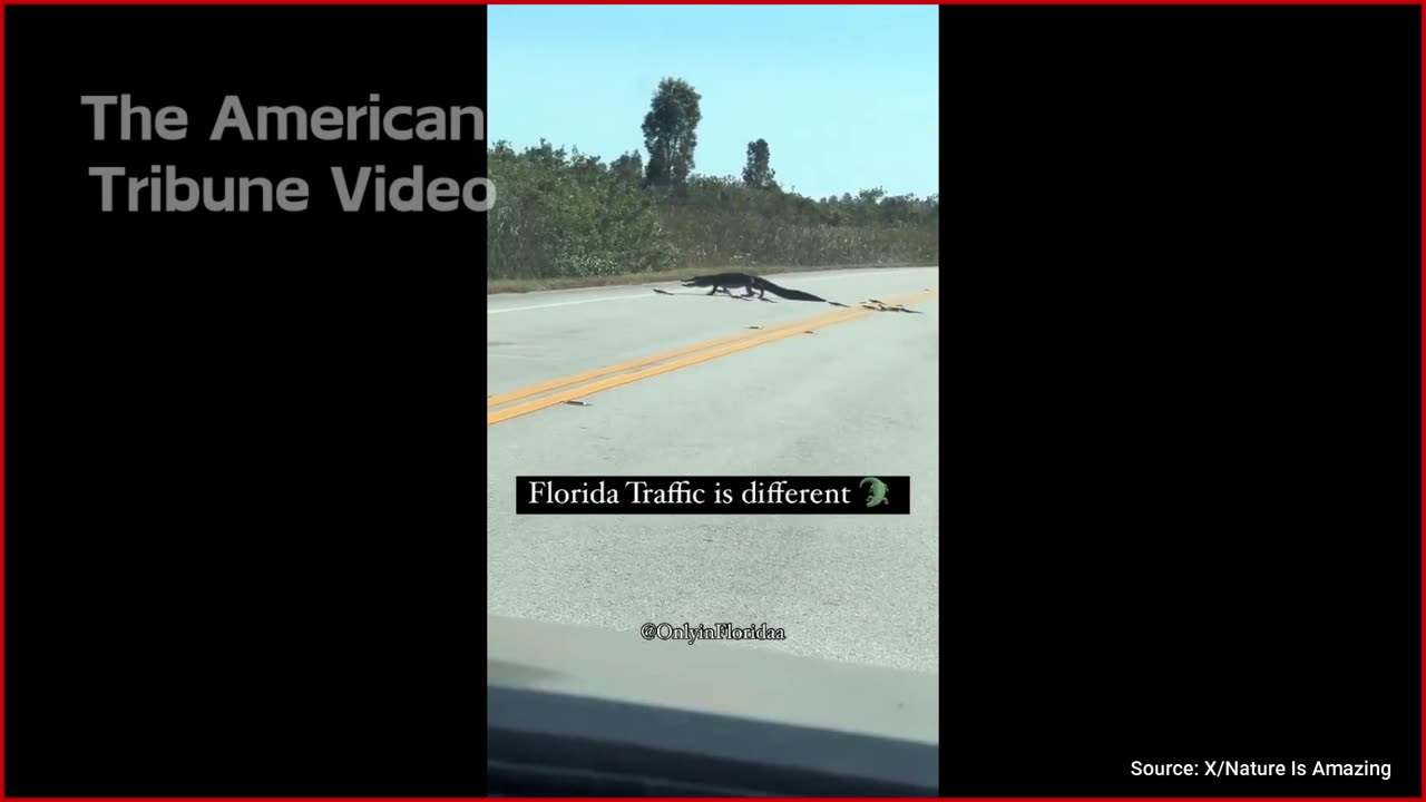 WATCH: Alligator Babies Cause Traffic Jam in Florida