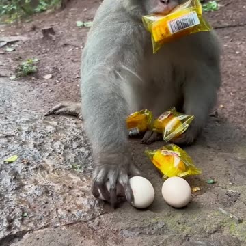 How to attract Parrots to your balcony #shorts #viralvideo