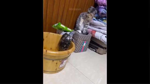 Funny Animal Videos