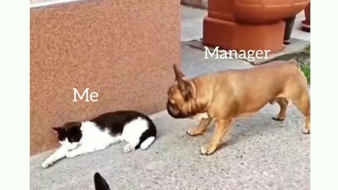 How to manage your manager.