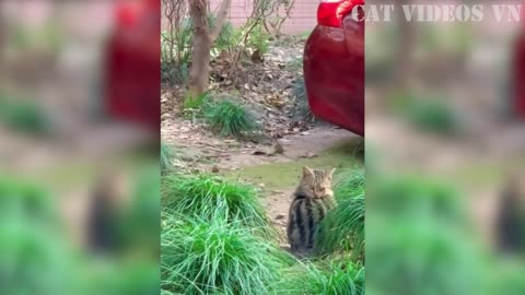 funniest dogs and cats