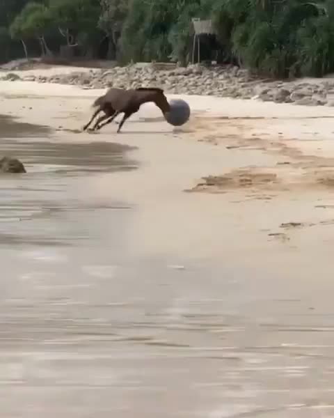 Sea horse plays a good game