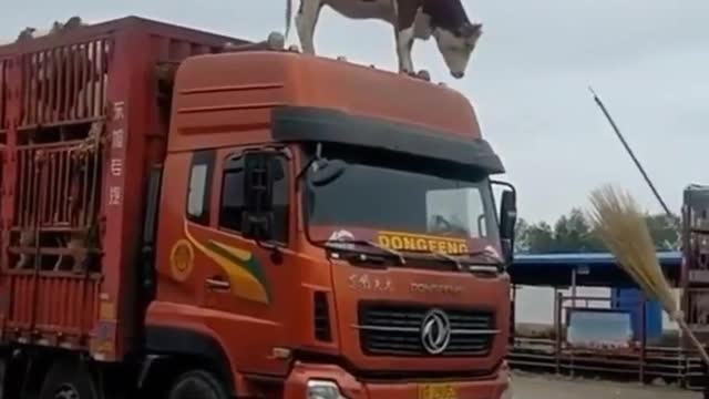 Wonder, how did this cow climb on top of the truck