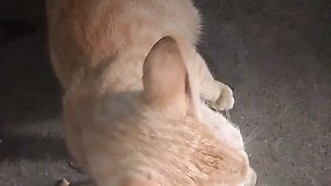 Beautiful cat