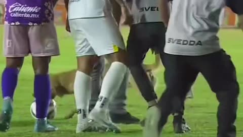 Dog steals soccer ball🤣🤣🤣🤣