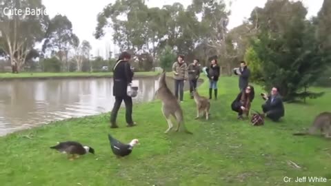 Funny Animals Scarring And Chasing People