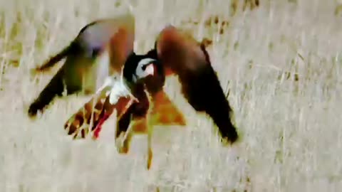 Animals 🐦🕊️ Bird