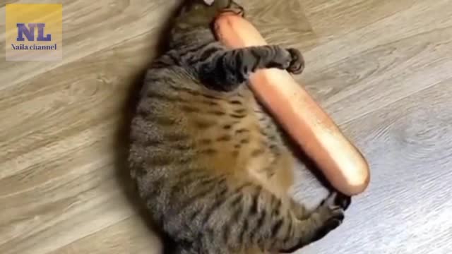 a collection of funny cat and dog videos that make you entertain