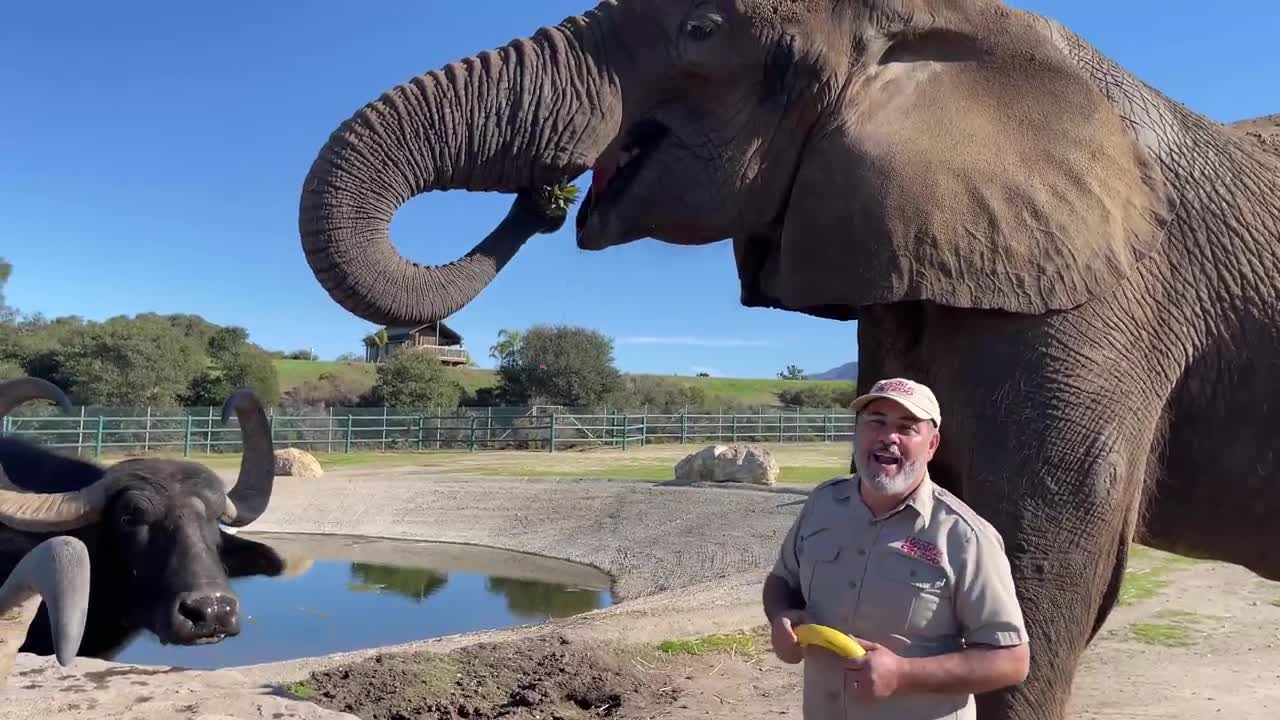 GIANT Elephant Buffet