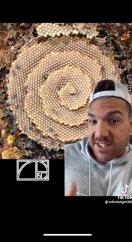 DID YOU KNOW THIS ABOUT BEES 🐝 🤔??