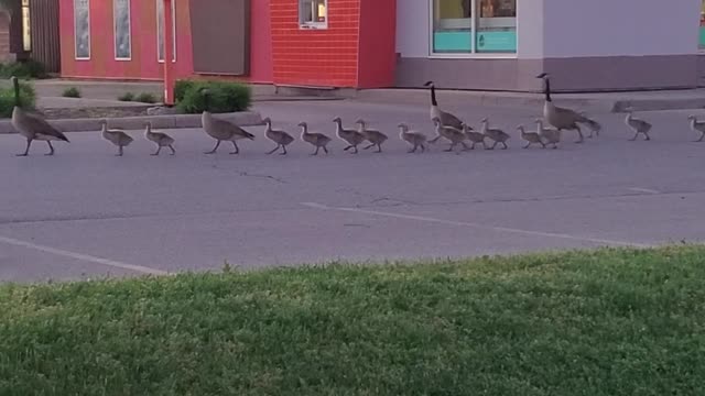 Massive Canadian Geese Family Parade Across Lot