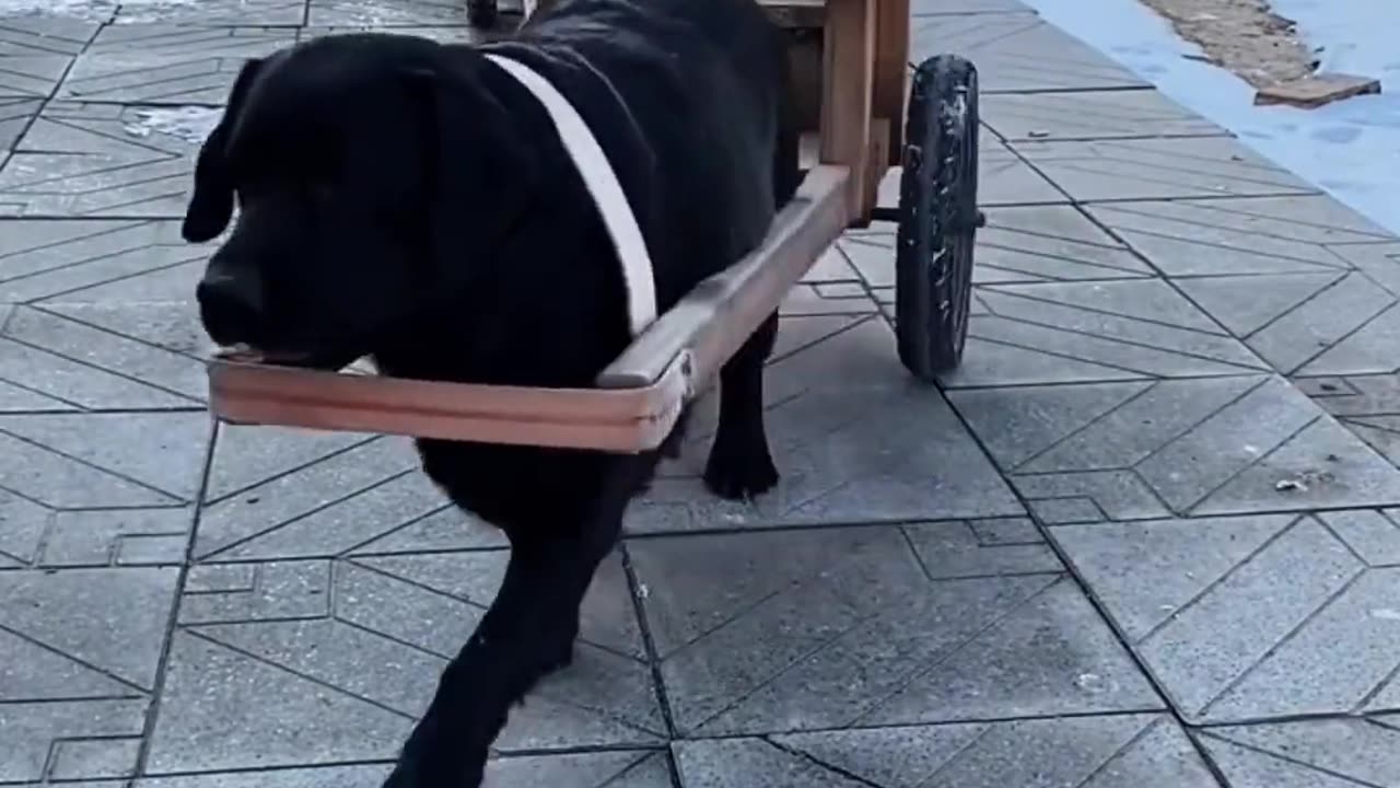 Amazing dog video