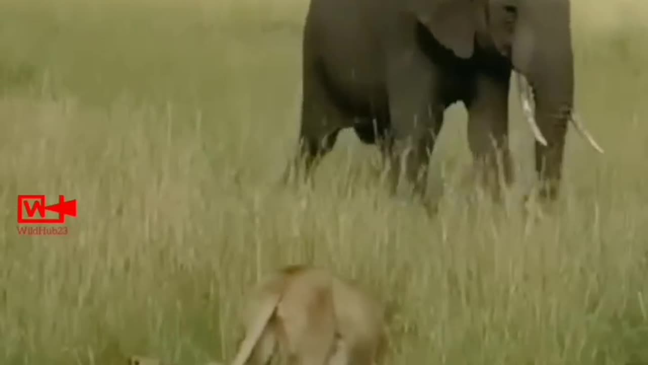 OMG😱Elephant Stepping Over Lion Cubs _ Lioness vs Elephant #elephant #attack #lion #cubs #short