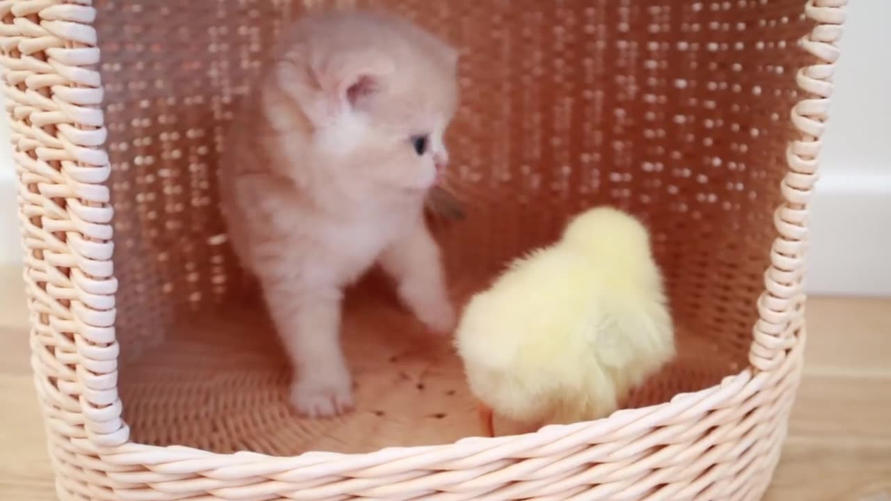 Kittens walk with a tiny chicken