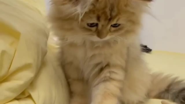 Little cat 🐱 game on my tab 📱funny compilation videos 🤣🤣