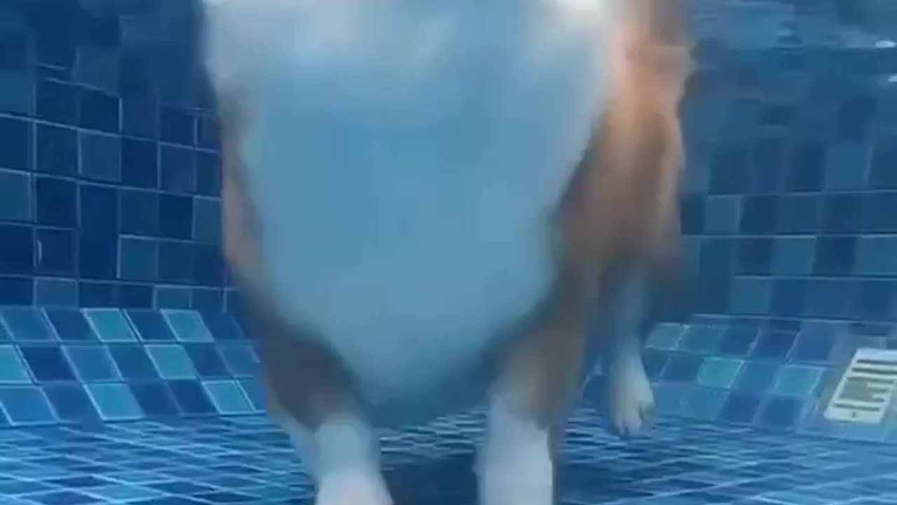 Corgi swimming pool session 🤣