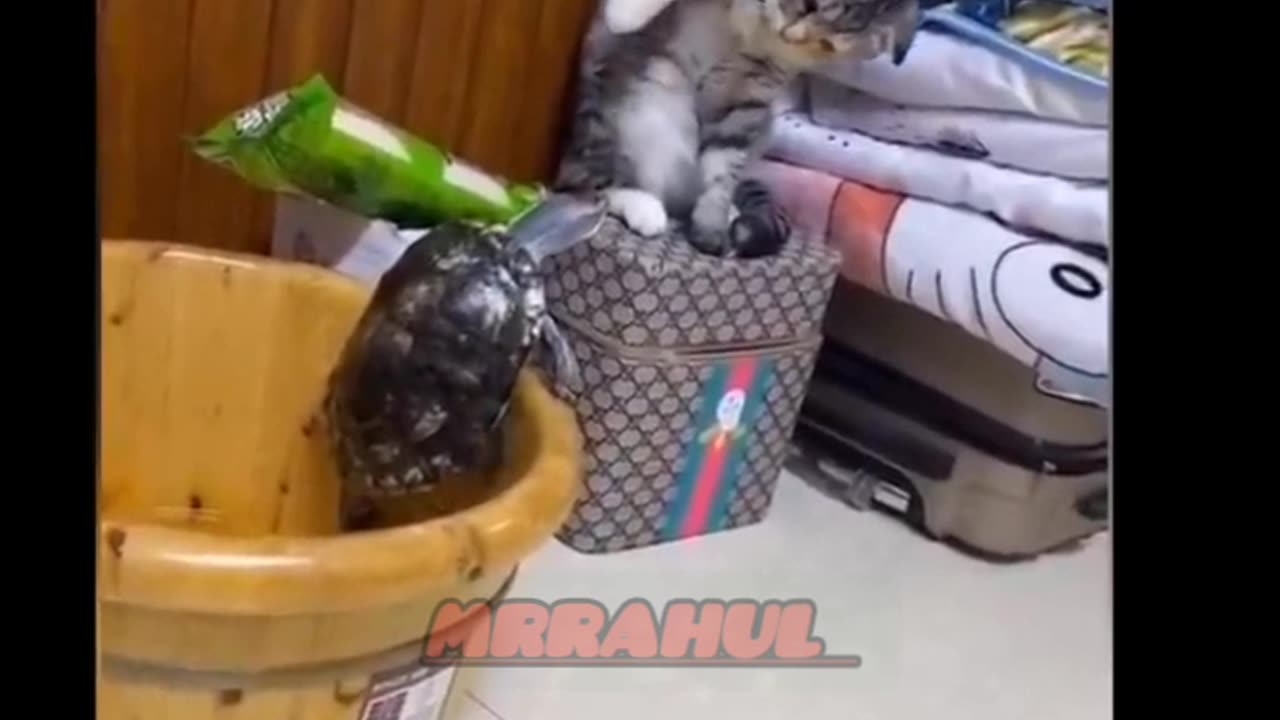Funniest Animals - Best Of The 2023 Funny Animal Videos #1