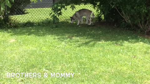 Siberian Husky Family Reunion: Brother Malakai's Visit