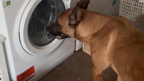 Dog Impatiently Waits for His Toys to Be Washed