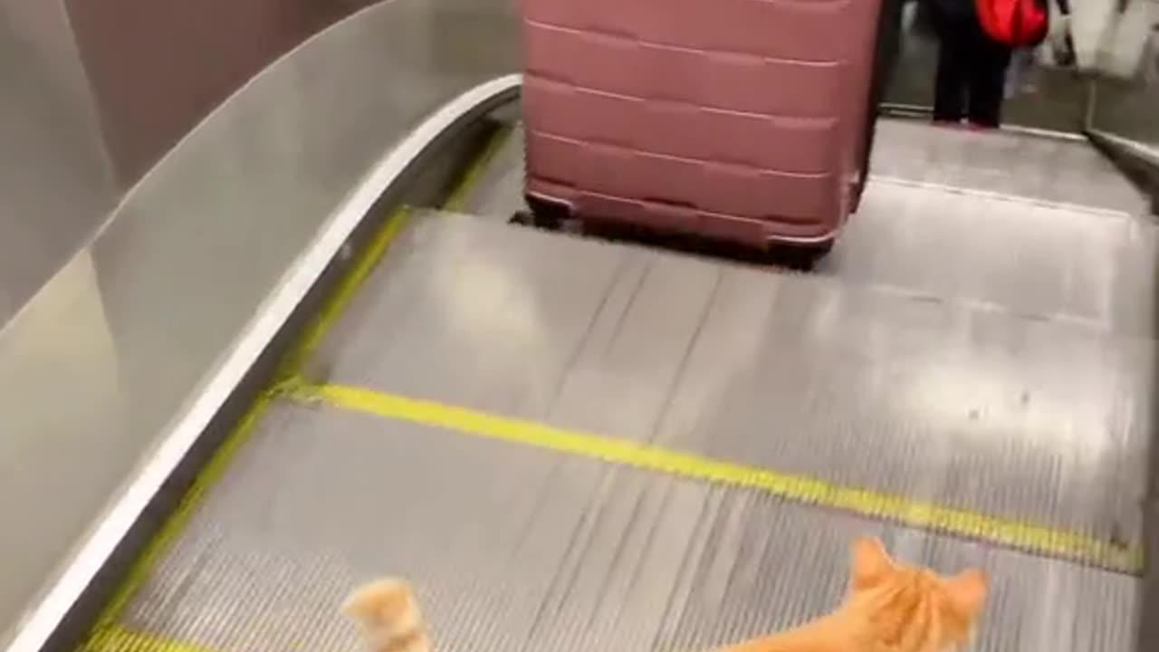 Cute cat on mall wahhh 🤩